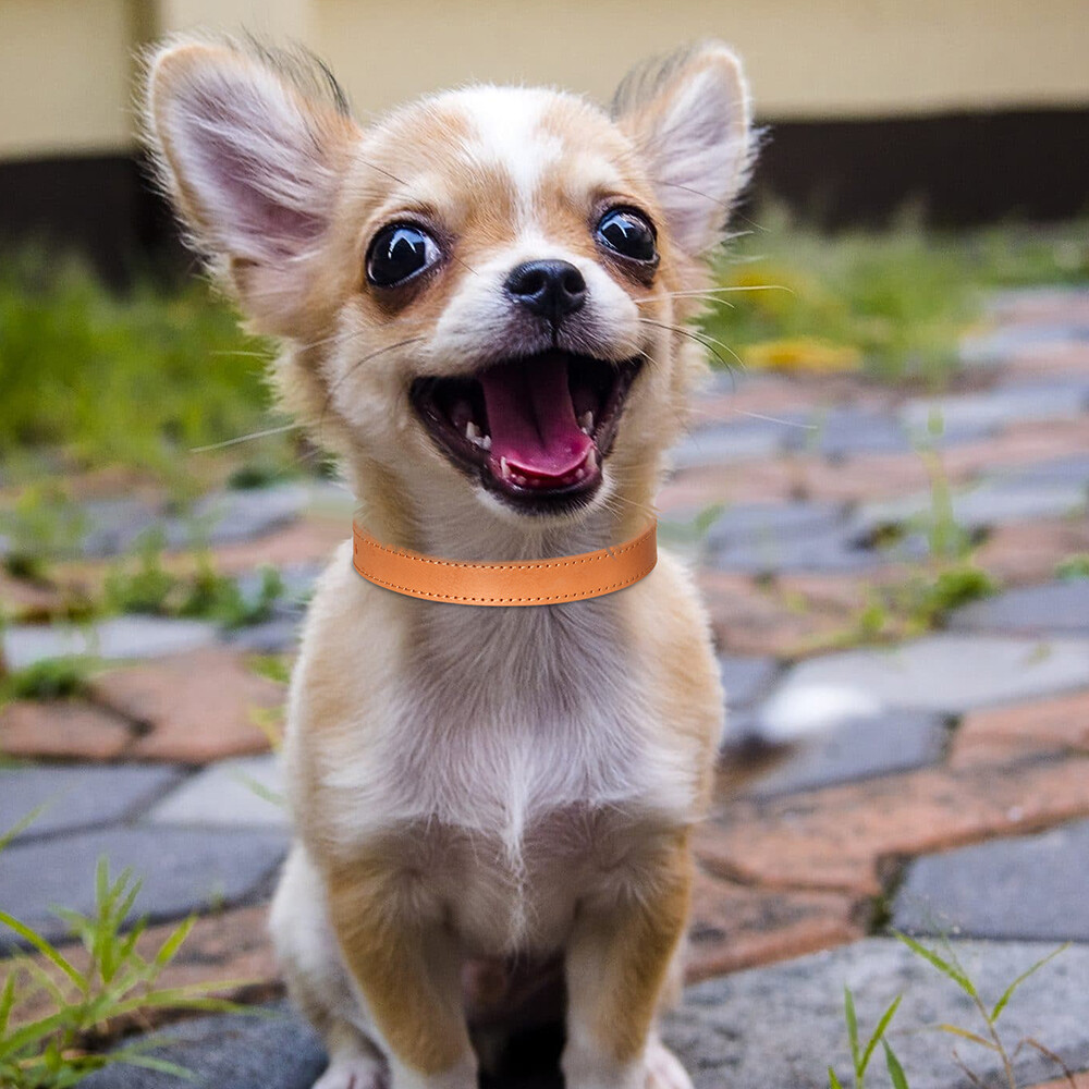 Thin Plain Leather Dog Collar for Small Dogs Pet Puppy Cat