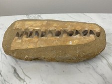 FÓSIL MANDÍBULA MOSASAURIO LRG 16" con 14 dientes grandes paleontología de 100 millones de años