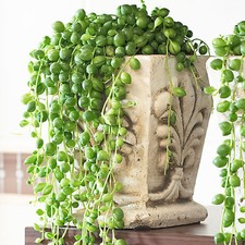 Senecio Rowleyanus - String of Pearls | Indoor Plants for Sale | 20-30cm Potted