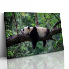 Sleeping Panda China Canvas Framed Print Picture Wall Art