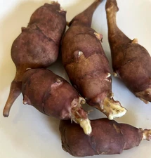 PREORDER SPRING SHIPPING: Red Fuseau Jerusalem Artichoke Tubers for Planting