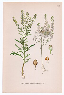 1926 Lindman Botanical Flower Print, Narrow-leaf Pepperwort, Roadside Pepperweed