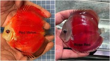 Pack of 2 Live Discus Fish 3.75  To 4  - Live Fish Aquarium 1 Day Shipping