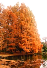 Dawn Redwood Tree Seeds (Metasequoia glyptostroboides) Fast Hardy Bonsai Plant