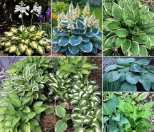 50 Rare Mixed Hosta Seeds for Garden - Plantain Lily  Hosta Plantaginea