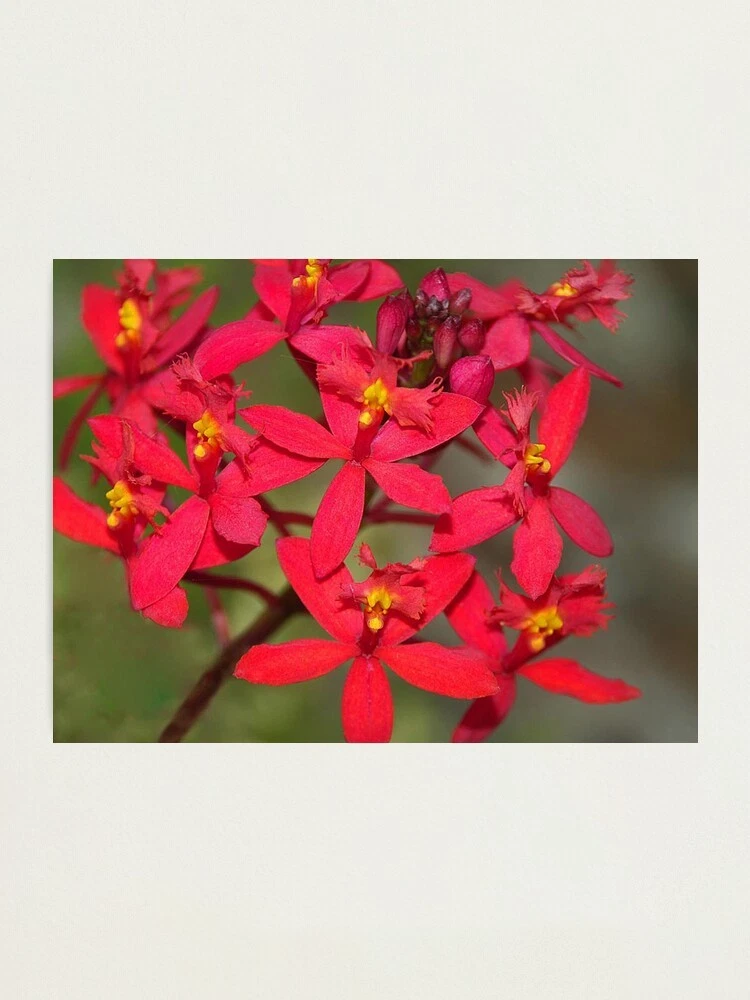 Orquídea Epidemdrum Ibaguense Red Flower