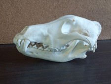 Real Young Wolf Skull Canis Lupus Taxidermy Natural Bone Specimen 24cm