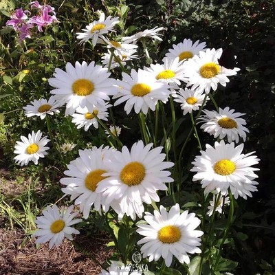 Ox Eye Daisy Leucanthemum vulgare | 50 Stück Samen
