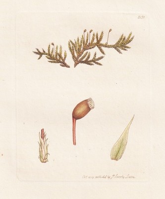Hypnum plumosum botany Moose mosses Botanik Kupferstich Sowerby Smith 1809