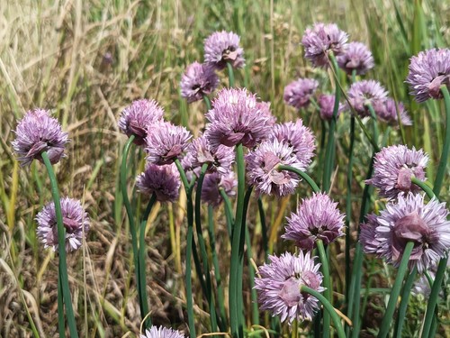Schnittlauch, Allium schoenoprasum, chieves, 700 seeds, samen, essbar - Bild 6 von 12