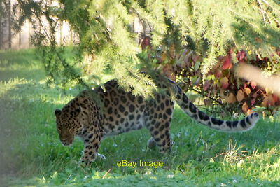 Photo 6x4 Amur Leopard, Yorkshire Wildlife Park Branton/SE6401  c2021