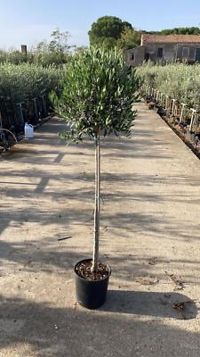 SONDERPREIS: Olivenbaum Olive 160-180 cm dicker Stamm winterhart + robust |  eBay.de