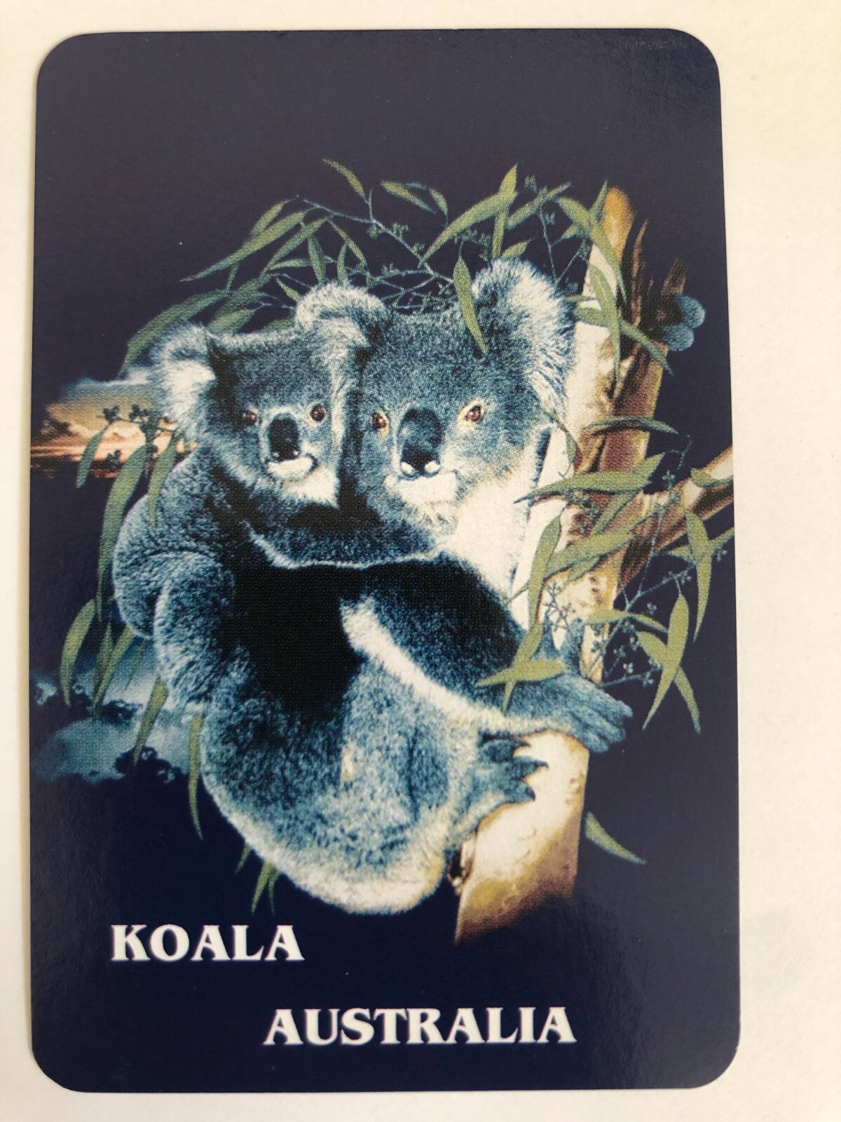 Australian Outback Aussie Native Animal Koala Baby & Gumtree Swap