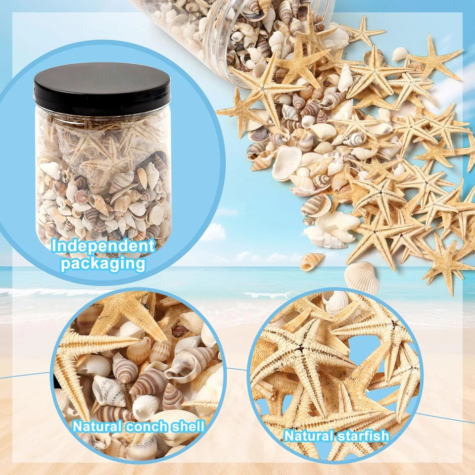800 Pieces Tiny Sea Shells Small Natural Starfish Mixed Ocean Beach Spiral Shell - Image 3 of 4