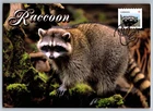 Canada 2012 Wildlife Racoons FDC Maxi Card w/Pictorial Cancel