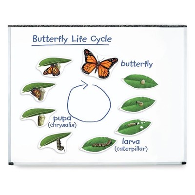 Learning Resources Giant Magnetic Butterfly Life Cycle - Multi-color 