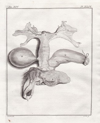 Red-faced spider monkey anatomy Anatomie Affe engraving Kupferstich Buffon 1780