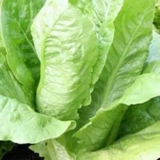 Parris Island Romaine Seeds |  NON-GMO Romaine Seeds |  Heirloom Garden Seeds