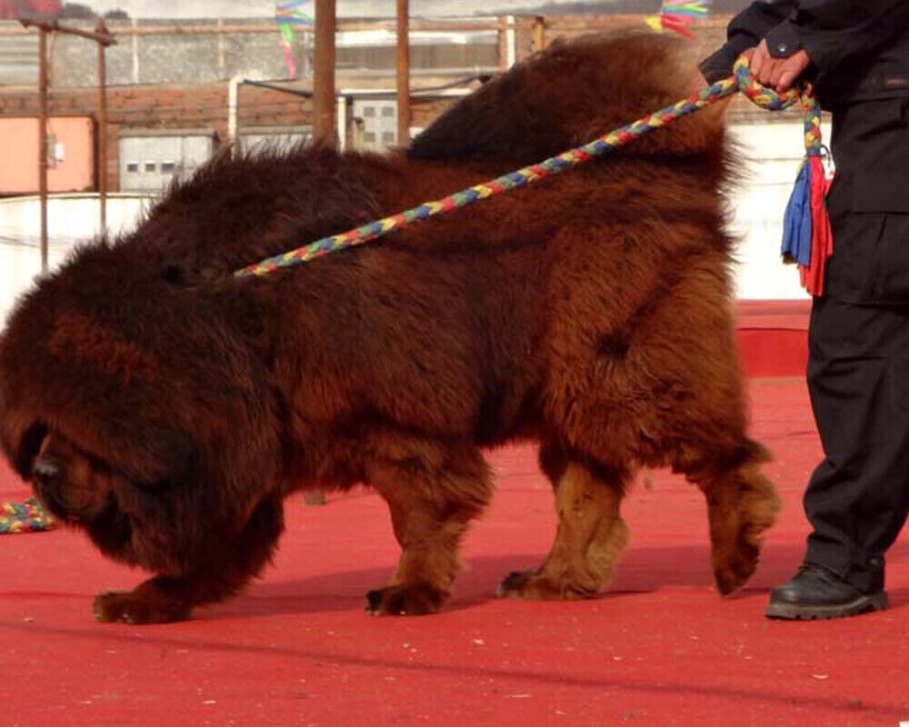 Tibetan Mastiff Auspicious Rope Leash Handmade Tibet Hada Collar