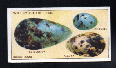 eggs compared to cigarettes BIRDS' EGGS 1922 WILLS CIGARETTES DO YOU KNOW 1ST SERIES #8 VGEX NO CREASES