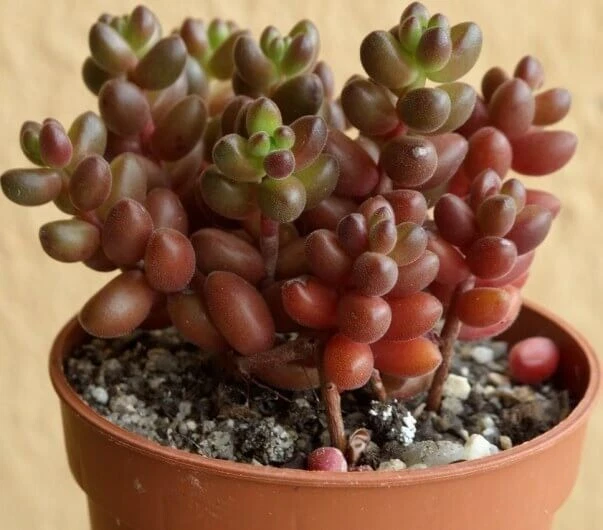 Sedum Stahlii Succulente 1 lot de 5 boutures non racinée culture facile 🌿😀 - Photo 1/1