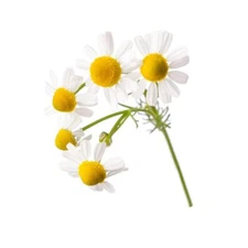 Chamomile, German Essential Oil
