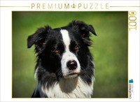 Calvendo Puzzle Border Collie | 1000 Pieces, Finished Size 25.2 × 18.9 In (64 ×