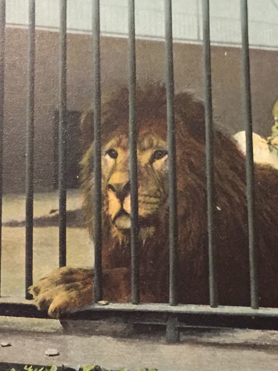 定価8800 KD KINGDOM 40 POST CARDS Postcard, Lion In A Cage, Animal, Zoo Series United Kingdom Only