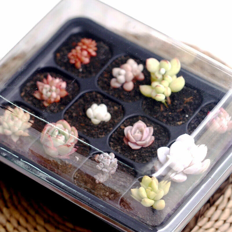12 Holes Flower Starter Pad Germination Nursery Pot Propagation Garden Home Tray - Image 2 of 4
