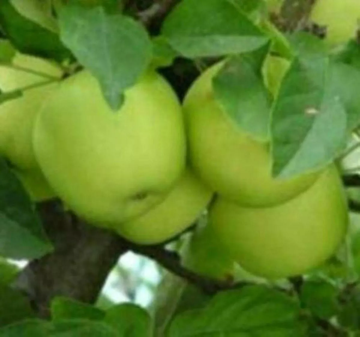 Granny Smith Apple Tree