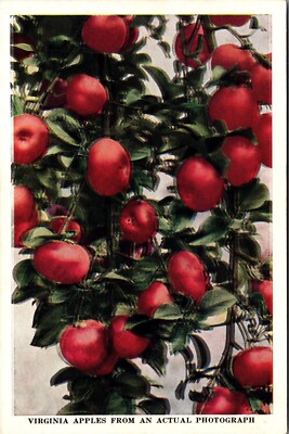 Virginia Apple Tree VA Virginia Apples From An Actual Photograph, WB, Unposted | eBay