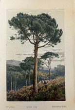 Antique Print Stone Pine Tree c1800's Botanical Victorian Illustration