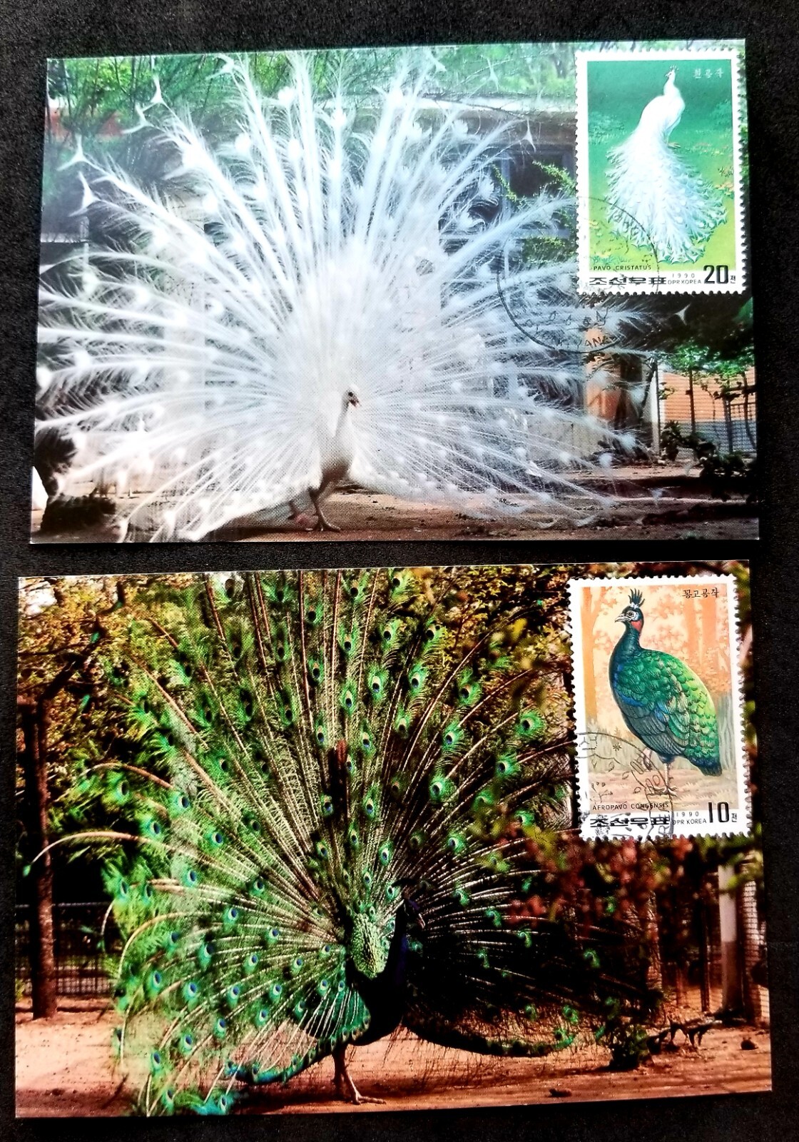 * KOSTENLOSER VERSAND Korea Pfau 1990 Vogel Fauna Fasan Bauer (Maxikarte)