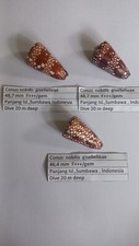 3 Conus  nobilis  gisellelieae    F+++/gem  not cypraea