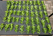 25 Pereskiopsis Cactus Grafting Stock Cuttings 5+" inch perfect A+ read descrip