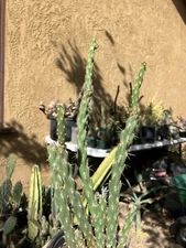 Cholla Cylindropuntia  Buckhorn Cactus 11”Tall #009G  Succulent Houseplant