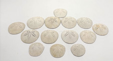 Pacific Coast Sand Dollars Lot of 14 Sea Shells Decoration Craft 1.75 - 2.5"