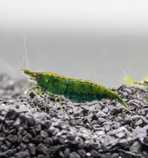 10+1 Green Jade Neocaridina shrimps