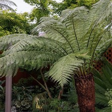 Gigantic XXL Shuttlecock Fern Plant Matteuccia Struthiopteris Bare Root 