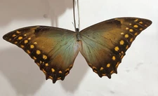 MORPHO AMPHITRYON AZURITA !!****RAR MALE Nr 1****Peru, Cuzco(papered,not pinned)