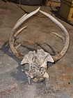 Wild 10 point Whitetail Deer Skull European Decor Man Cave Taxidermy Buck — photo 4