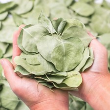 400 Dried Real Silver Dollar Eucalyptus Leaves Natural Bulk for Wedding Decor