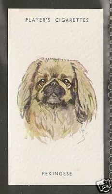 1940 UK Peter Biegel Dog Art Head Study Player Cigarette Card PEKINGESE PEKE