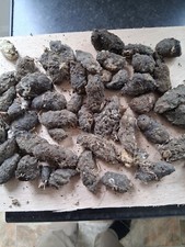 Barn Owl Pellets, from wild birds. At least 20 all recently collected.