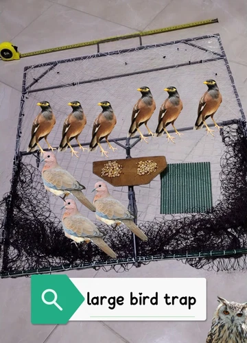 Extra large bird trap,Studies on bird ,Crow trap Corvid trap  Duck goose Humane