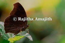 jpg digital wallpaper and printable photo file, butterfly on the flower nature