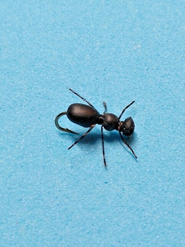 Micro Patas - Negro - Material para atar moscas de hilo dental - para hormigas, escarabajos, mosquitos, etc. - Imagen 2 de 2