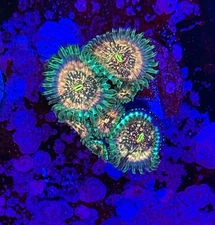 Live Coral Zoanthid