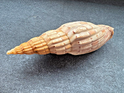Valuta lyriaformis 121 mm   Kenia/Südafrika   große Volute   Sammlerstück