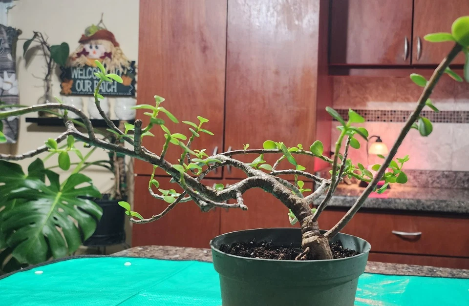 Tree Dwarf Jade  Bonsai Live Portulacaria Afra Live Plant  - Image 4 of 4